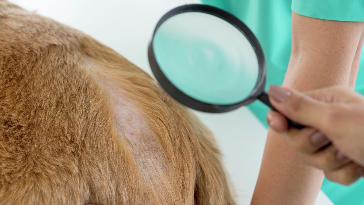 1753968556_0_116_3070_1843_1280x0_80_0_0_e1aa0c5a9f2c9346e5ffda1c989a3f02