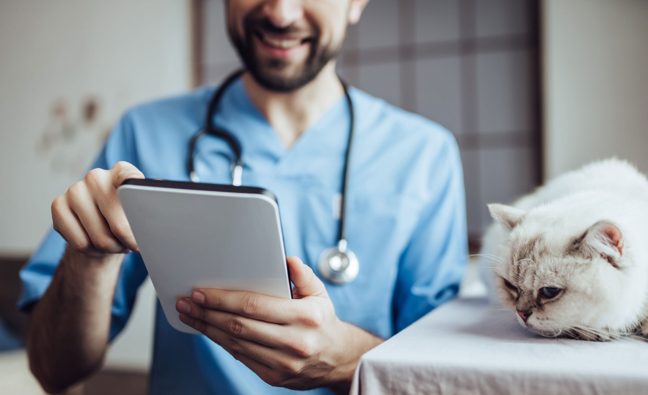 Cropped image of handsome male doctor veterinarian at clinic is examining cute white cat. Holding tablet and smiling.