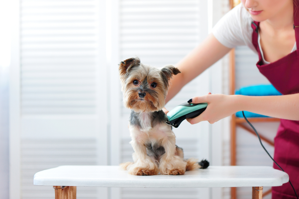 Best-Pet-Grooming-Services-In-Singapore