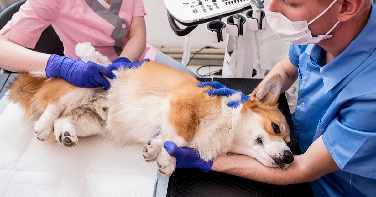 Diagnosis-of-Staph-Infections-in-Dogs