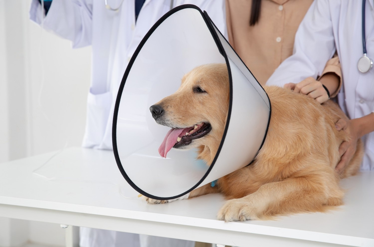 Does-PetSmart-Neuter-Dogs