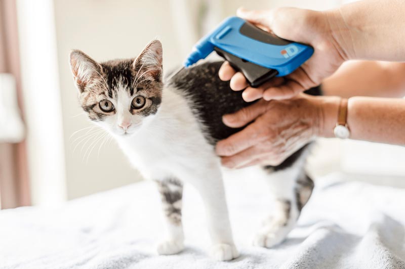 Professionalnoe-chipirovanie-koshek