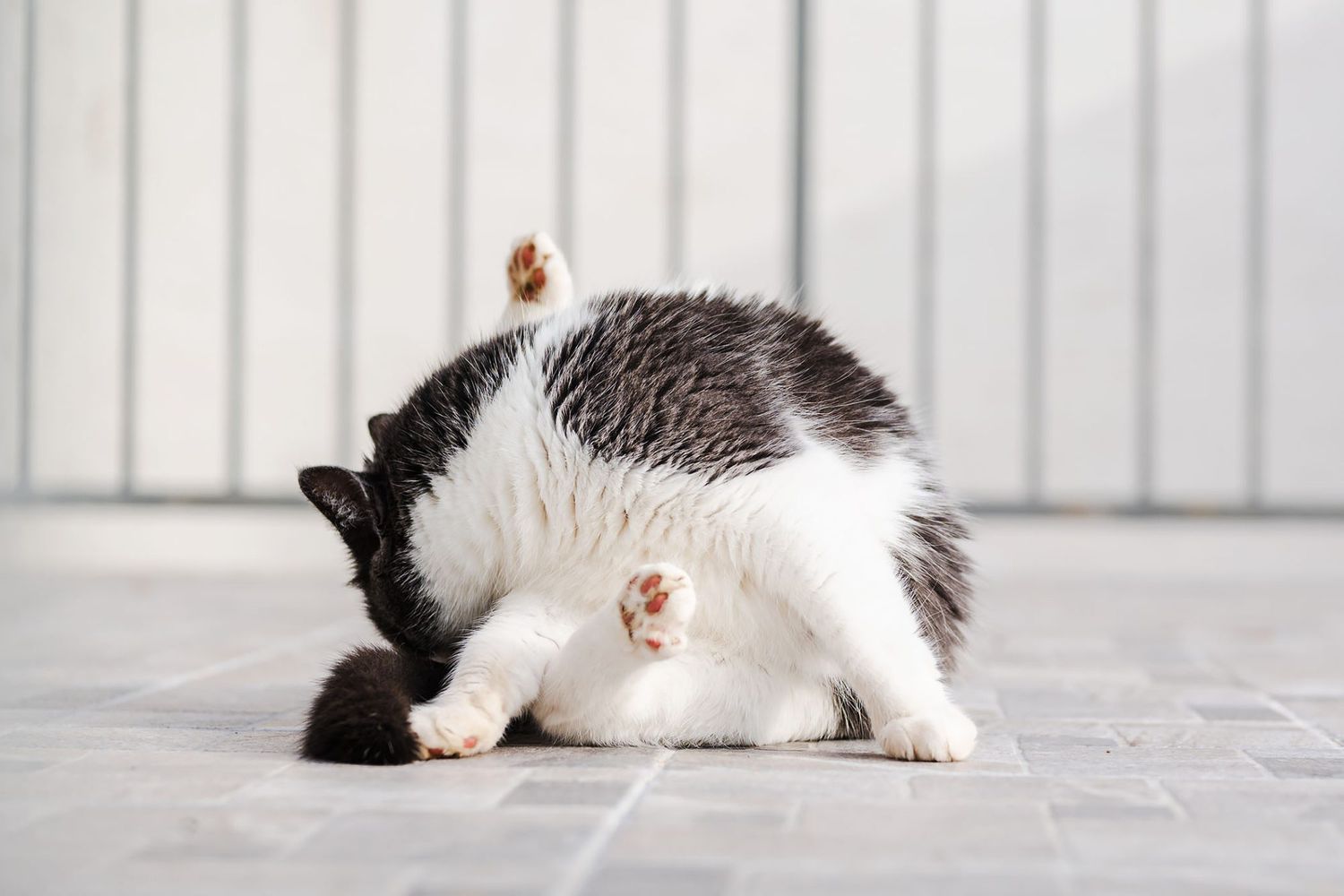 anal-gland-problems-in-cats-1357448679-2000-58a94da8f6214a4e88680984a3de5789