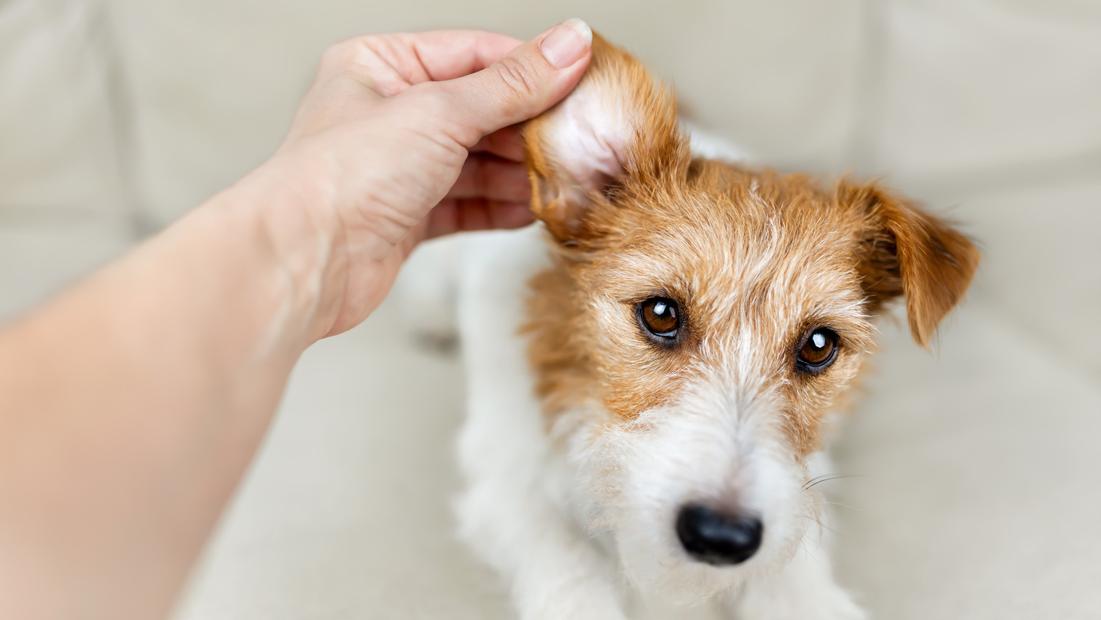 Owner's hand checking and cleaning her healthy dog's ear. Pet care banner.