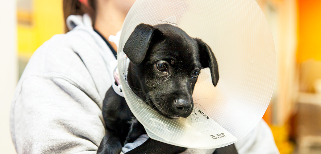 pet-care_spay-neuter-you-pets_main-image