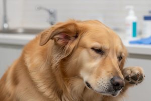 Dogs Get Ear Infections