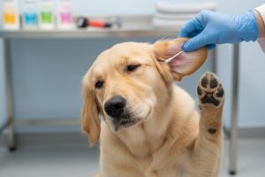 Note on Puppy Ear Infections