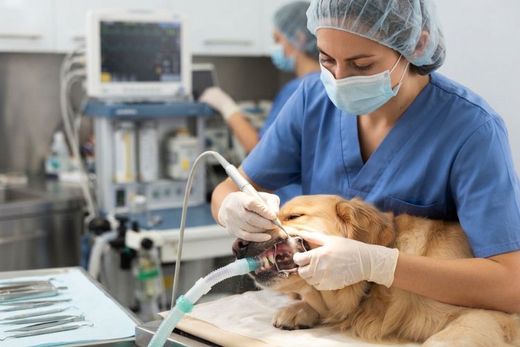Average Pet Dental Cleaning Cost